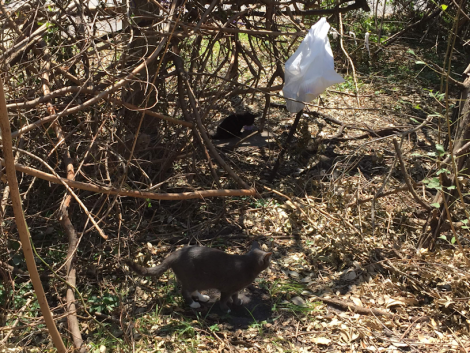Cats in the state of shock after hurricane Irma destroys their home.