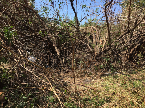 What's left of the cat colony home after hurricane Irma.