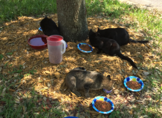 Motorola Radios and Hurricane Irma, having reliable communications makes a difference — Advanced Radio Systems