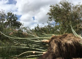 Mounts Botanical Garden Postpones This Week’s Exotic Plant & orchid Sale to 9/30-10/1 — PR-BS Inc.