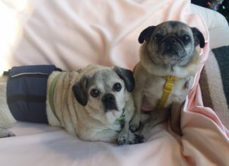 Dog Quality Launches Super Sized Incontinence Blankets — Dog Quality Enterprises Inc.