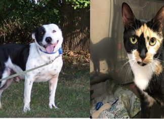 Holiday Adoption Event and Extended Hours at the Montville Animal Shelter! — Montville Pet Parents