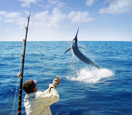 Marlin Tournament Snares The Big Dollars for TNQ — Tourism Port Douglas Daintree