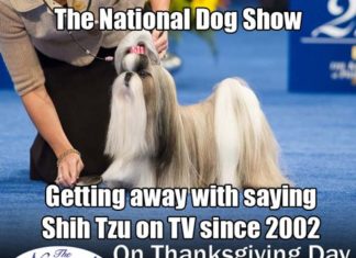 National Dog Show-Themed Meme Contest Set for Thanksgiving Holiday via Pet Life Radio — Pet Life Radio
