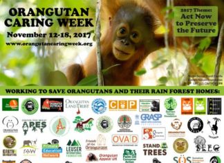 Orangutan Caring Week – November 12-18th, 2017 — Orangutan Caring Week