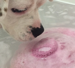 Mutt Cosmetics Launches Bath Bombs For Dogs! — Mutt Cosmetics