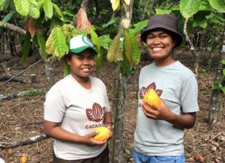 Cacaofiji embarks on plans to revive cacao farming in the Fiji Islands — www.cacaofiji.com