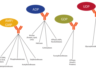 Free Webinar: Streamline HTS and Lead Discovery with the Transcreener ADP2 Kinase Assay — MoBiTec GmbH