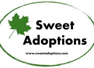 Now You Can Adopt a Pure Vermont Maple Tree — Sweet Adoptions