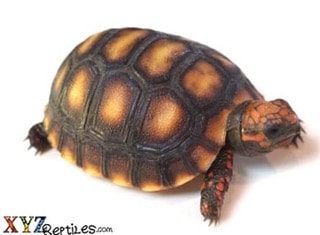 xyzReptiles Discounts Red Footed Tortoises for Sale — xyzReptiles