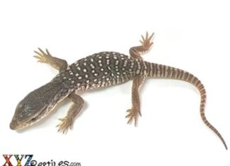 xyzReptiles Restocking New Lizards For Sale in March — xyzReptiles