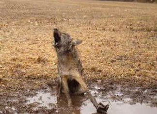 Montreal condones leg hold traps to catch urban coyotes — Montreal Animal Activists