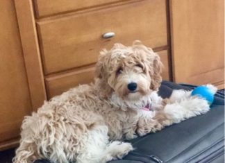 Happy First Day of Summer! Tech & Dog Lovers Team Up to Help Families Enjoy Peace of Mind While Away — DogLog app